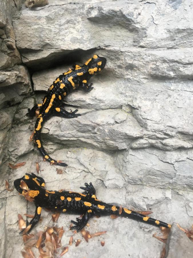 Chalupa Skalka Ceska Metuje Eksteriør billede